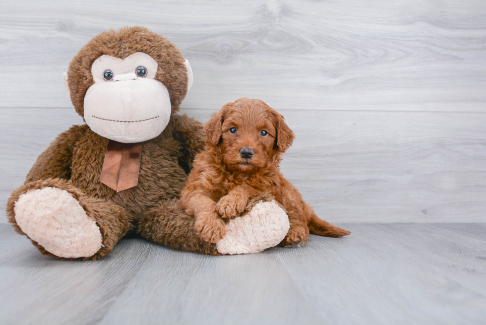 Hypoallergenic Golden Retriever Poodle Mix Puppy