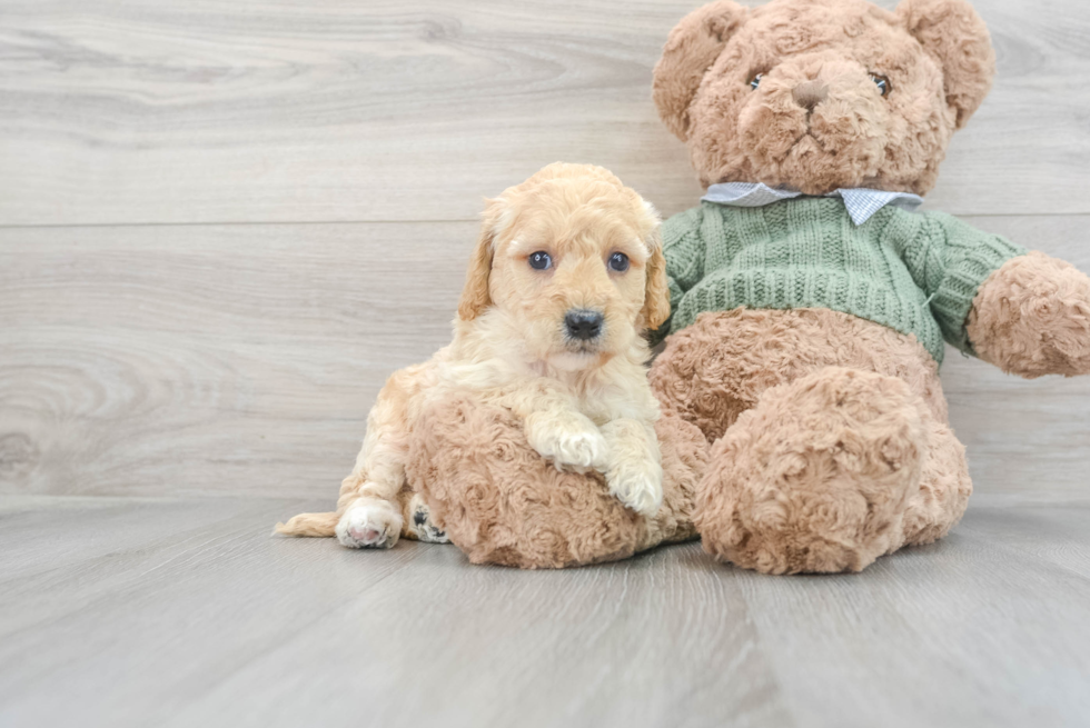 Hypoallergenic Golden Retriever Poodle Mix Puppy