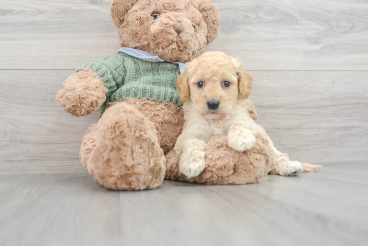 Friendly Mini Goldendoodle Baby