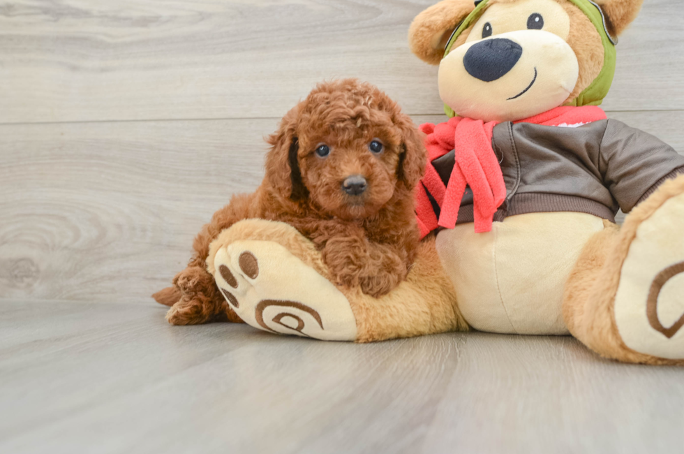 6 week old Mini Goldendoodle Puppy For Sale - Premier Pups