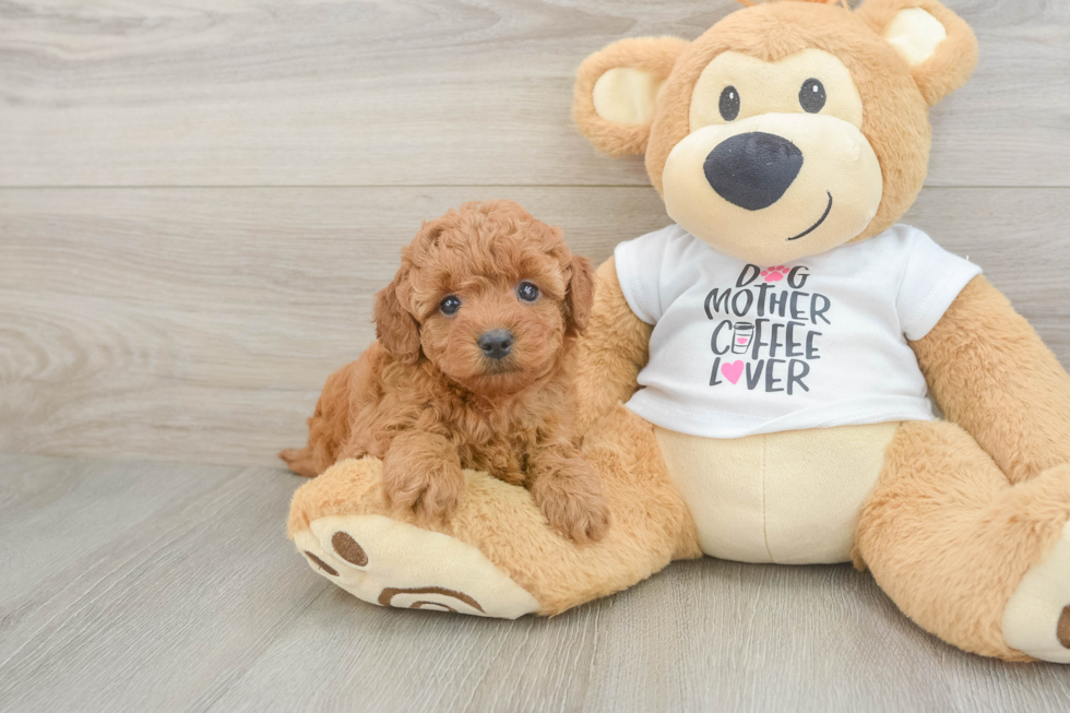 Mini Goldendoodle Pup Being Cute
