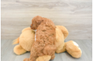 Mini Goldendoodle Pup Being Cute