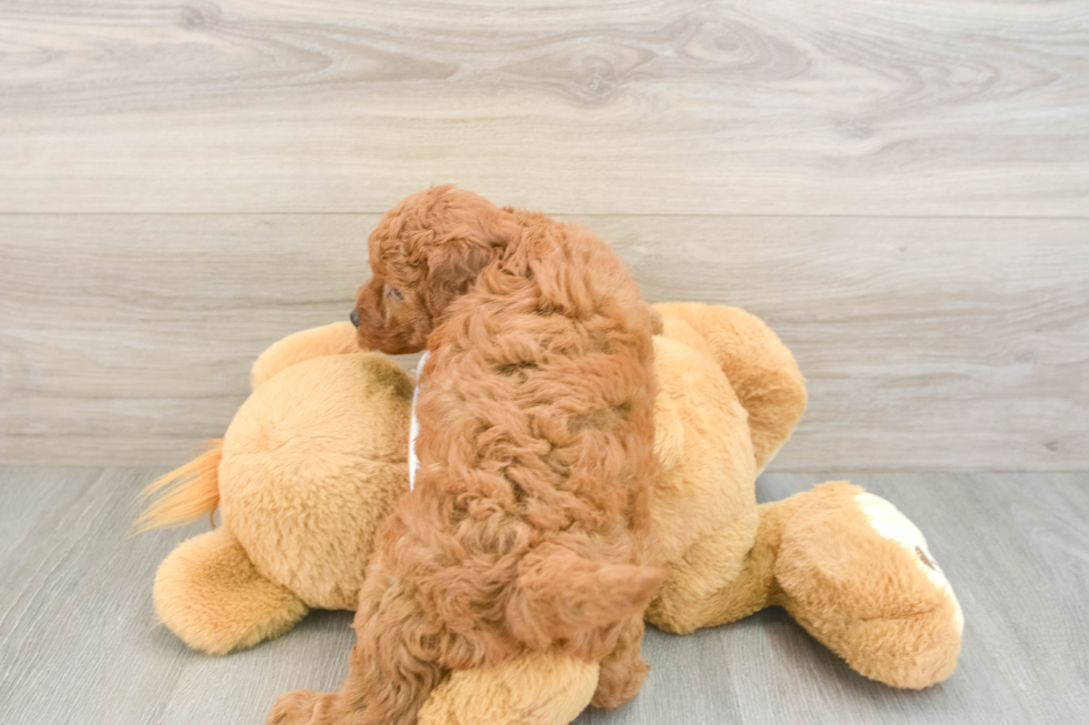 Mini Goldendoodle Pup Being Cute