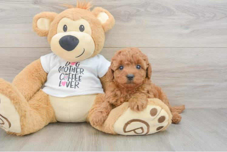 Popular Mini Goldendoodle Poodle Mix Pup