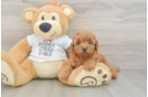 Popular Mini Goldendoodle Poodle Mix Pup