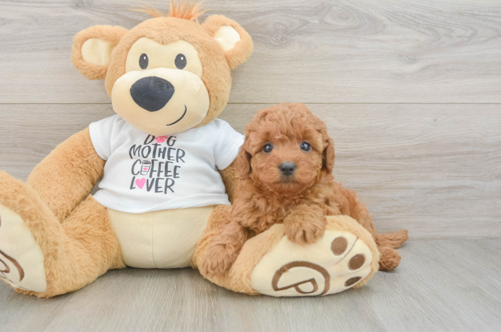 5 week old Mini Goldendoodle Puppy For Sale - Premier Pups