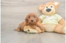 Best Mini Goldendoodle Baby