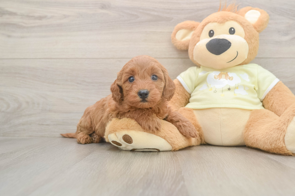 Best Mini Goldendoodle Baby