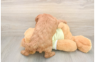 Mini Goldendoodle Puppy for Adoption