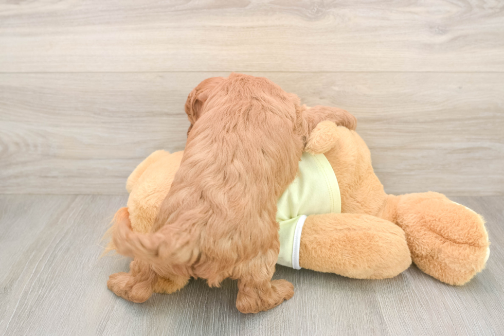 Mini Goldendoodle Puppy for Adoption