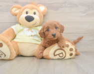 7 week old Mini Goldendoodle Puppy For Sale - Premier Pups