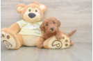 Energetic Golden Doodle Poodle Mix Puppy