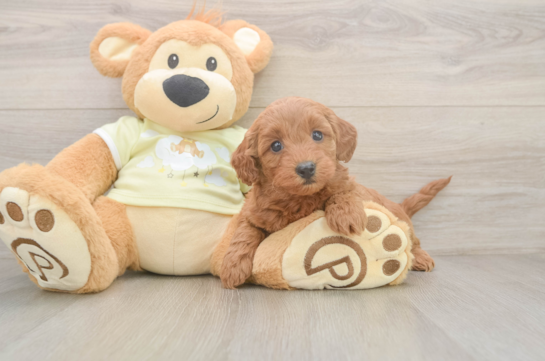 Energetic Golden Doodle Poodle Mix Puppy