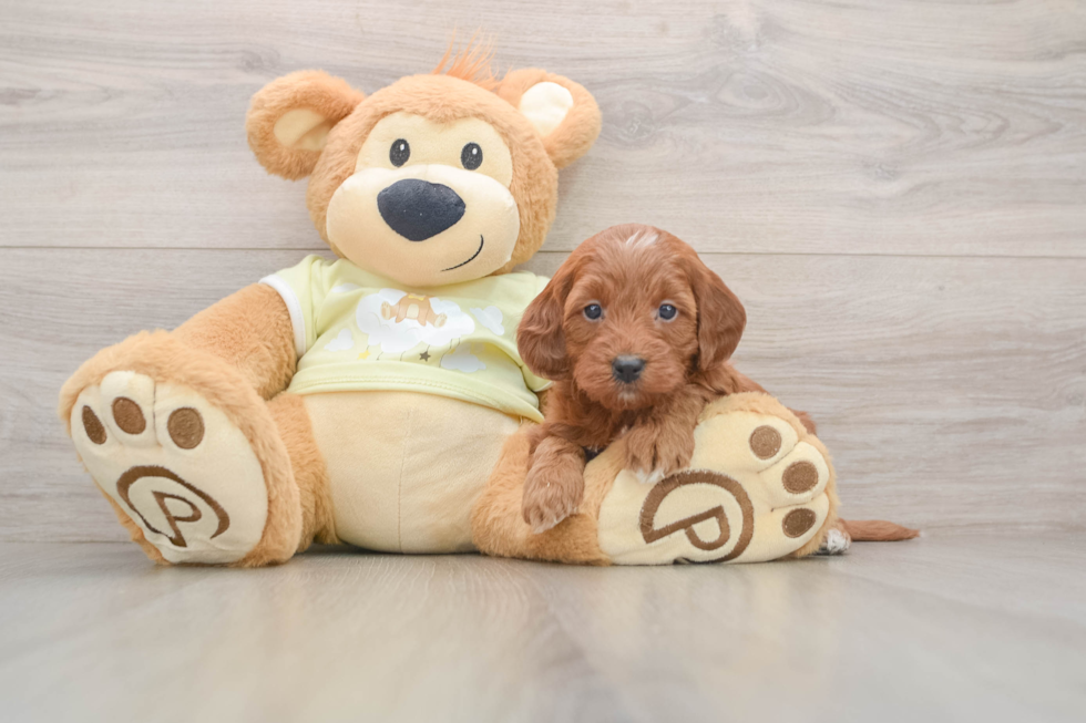 Mini Goldendoodle Pup Being Cute