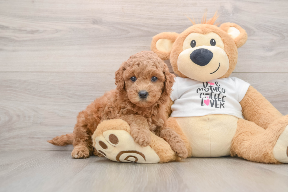 Energetic Golden Doodle Poodle Mix Puppy