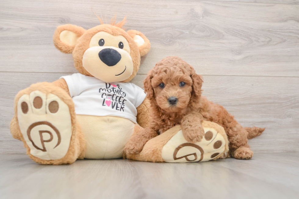 Best Mini Goldendoodle Baby