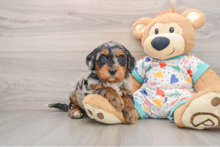Smart Mini Goldendoodle Poodle Mix Pup