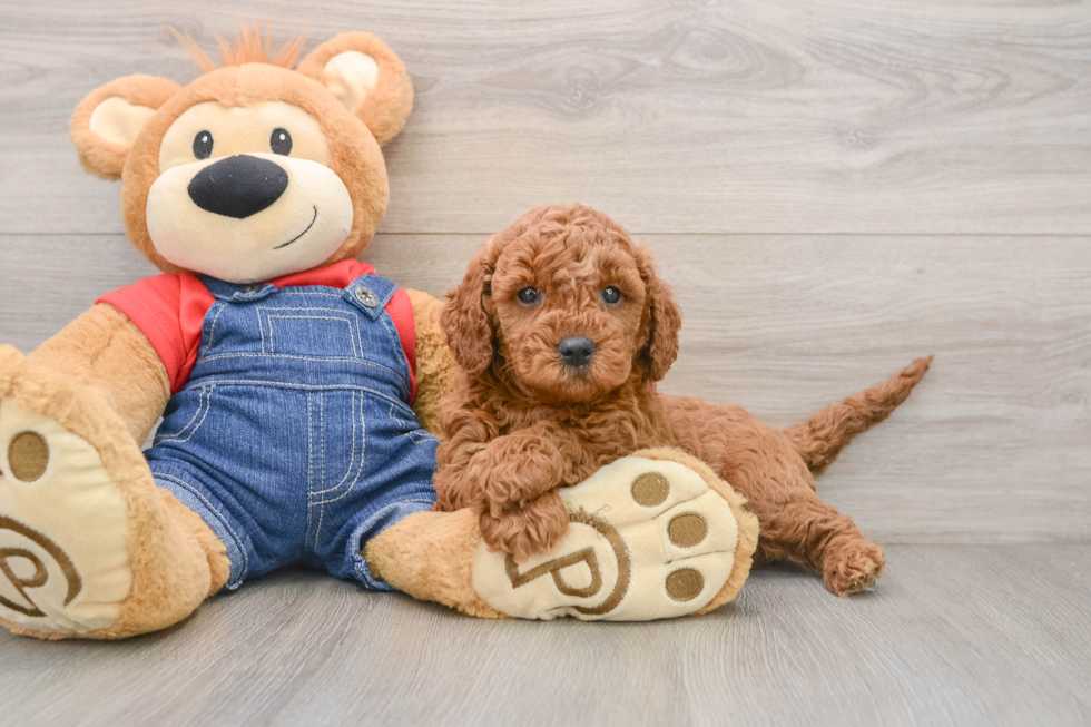 Adorable Golden Retriever Poodle Mix Poodle Mix Puppy