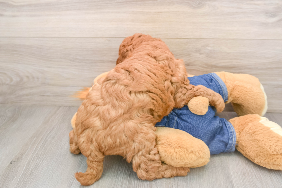 Mini Goldendoodle Pup Being Cute