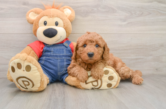 Mini Goldendoodle Pup Being Cute