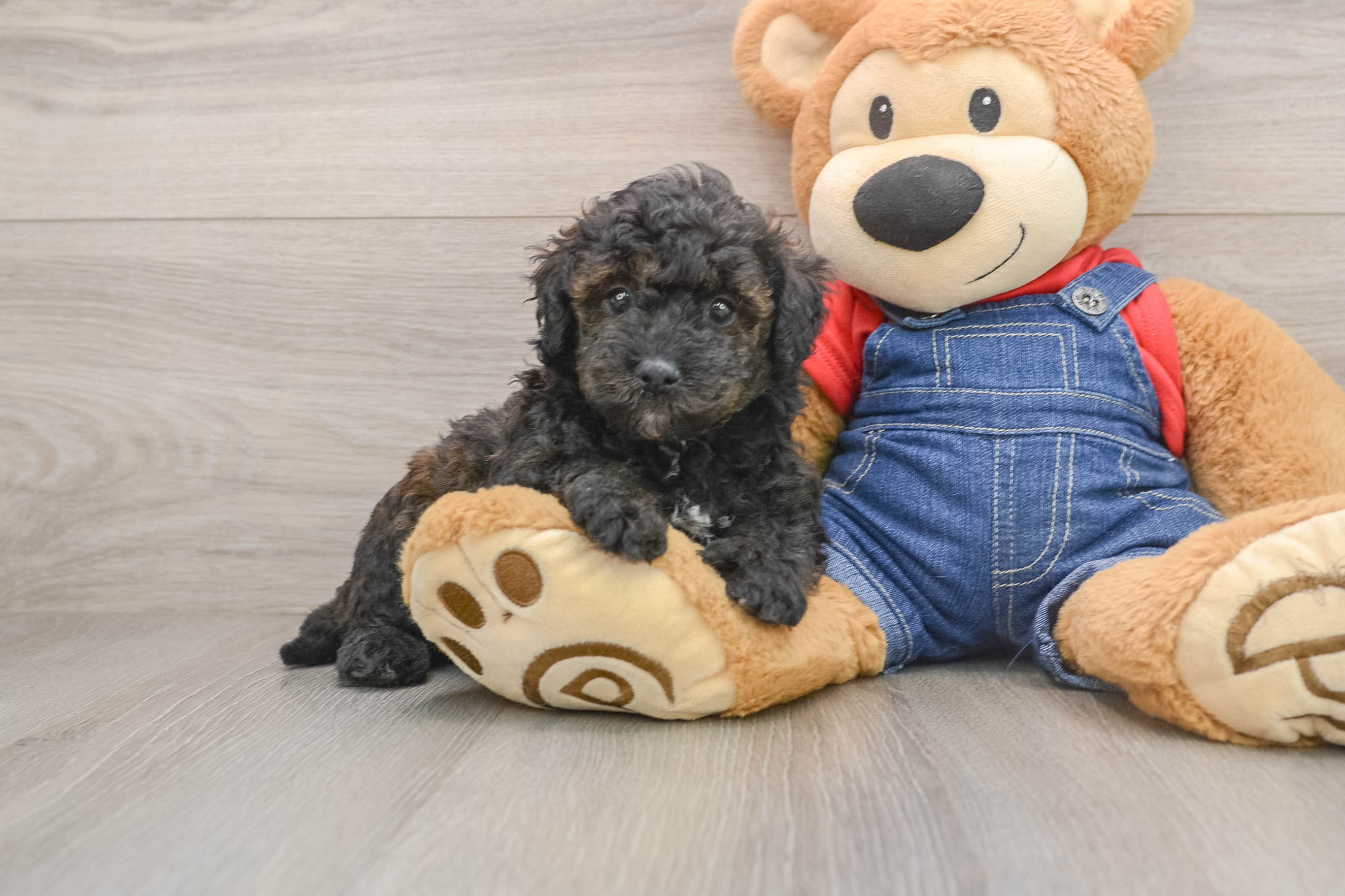 Small Mini Goldendoodle Baby