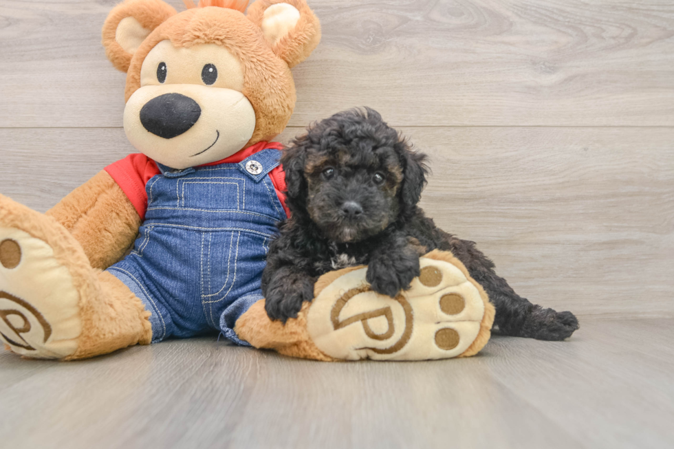 Hypoallergenic Mini Goldiepoo Poodle Mix Puppy