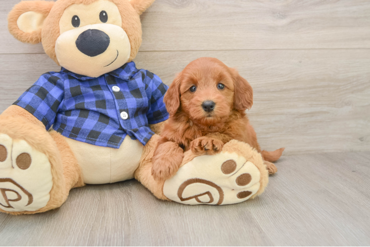 Mini Goldendoodle Puppy for Adoption