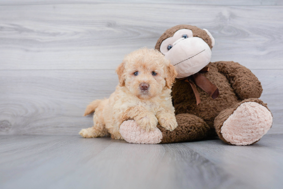 Petite Mini Goldendoodle Poodle Mix Pup