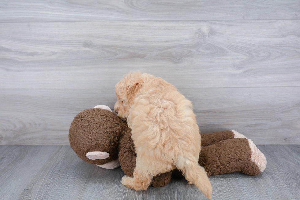 Smart Mini Goldendoodle Poodle Mix Pup