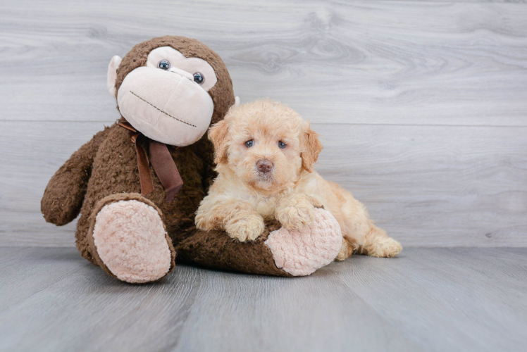 Mini Goldendoodle Puppy for Adoption