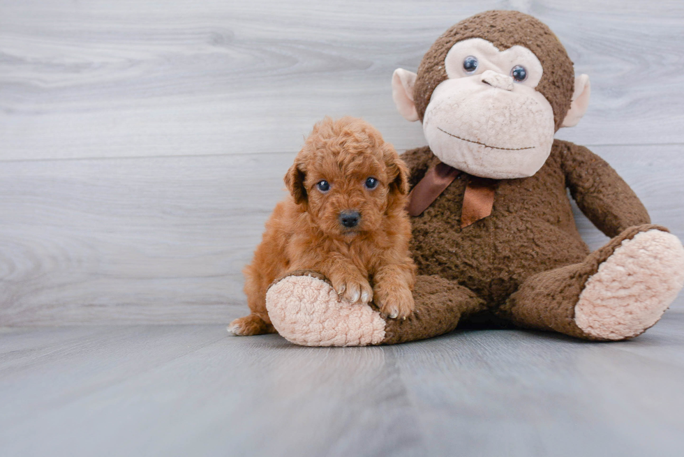 Best Mini Goldendoodle Baby