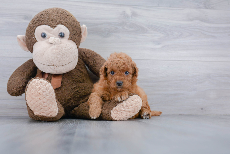 Mini Goldendoodle Pup Being Cute