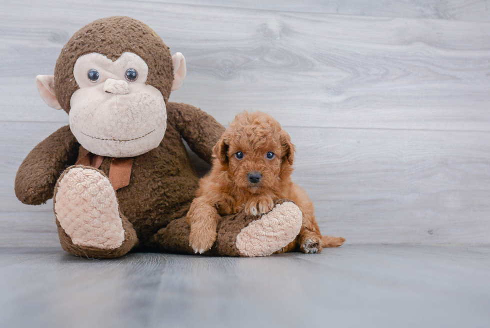 Mini Goldendoodle Pup Being Cute