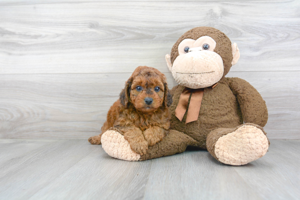 Funny Mini Goldendoodle Poodle Mix Pup