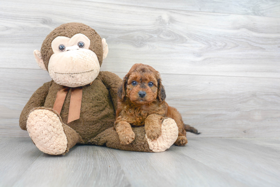 Friendly Mini Goldendoodle Baby