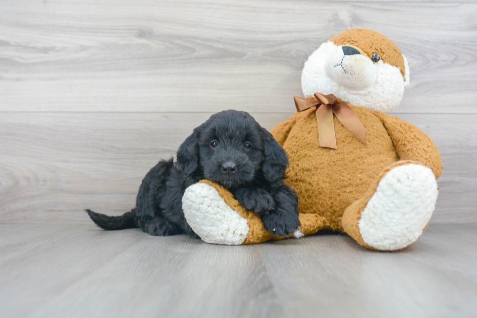 Mini Goldendoodle Puppy for Adoption