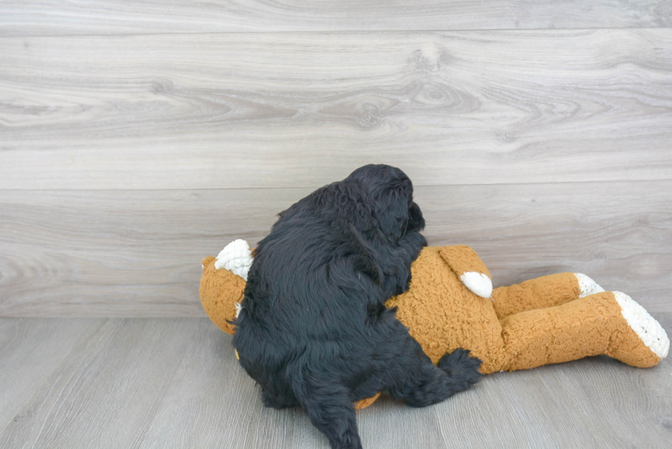 Adorable Golden Retriever Poodle Mix Puppy