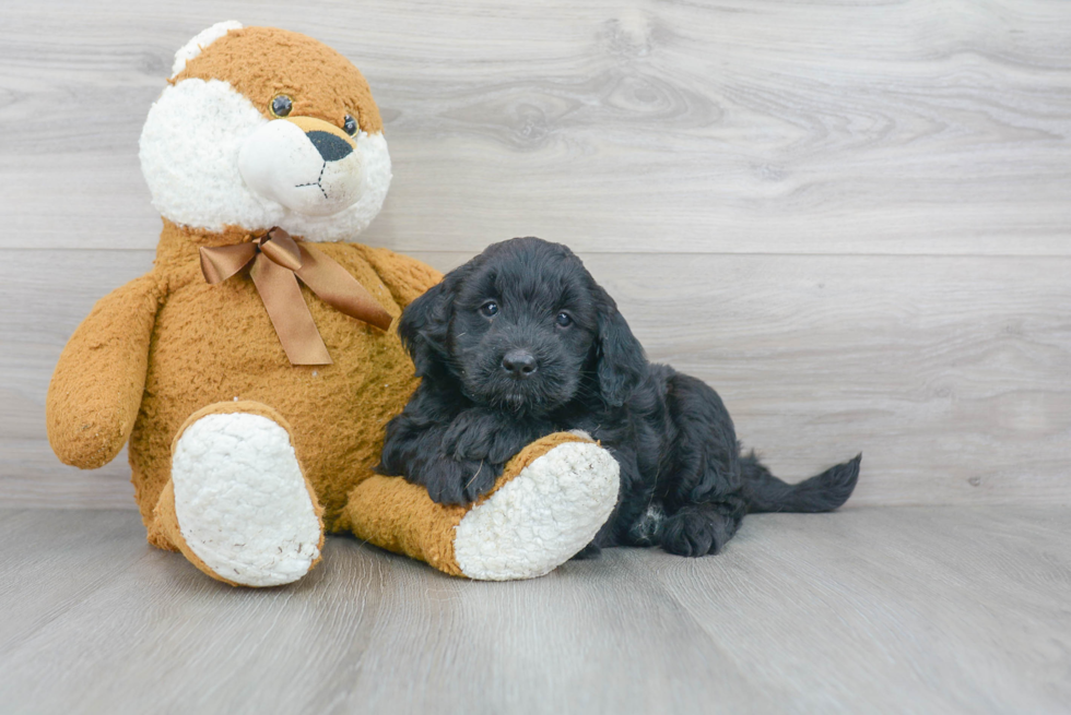 Happy Mini Goldendoodle Baby