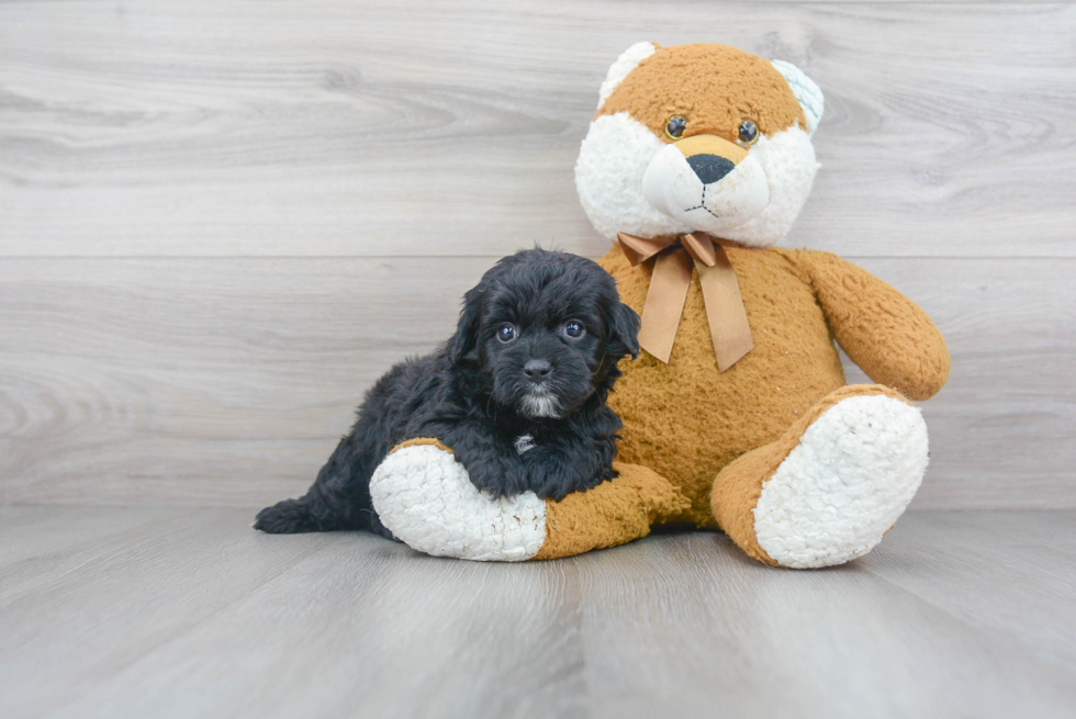 Mini Goldendoodle Pup Being Cute