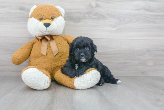 Fluffy Mini Goldendoodle Poodle Mix Pup