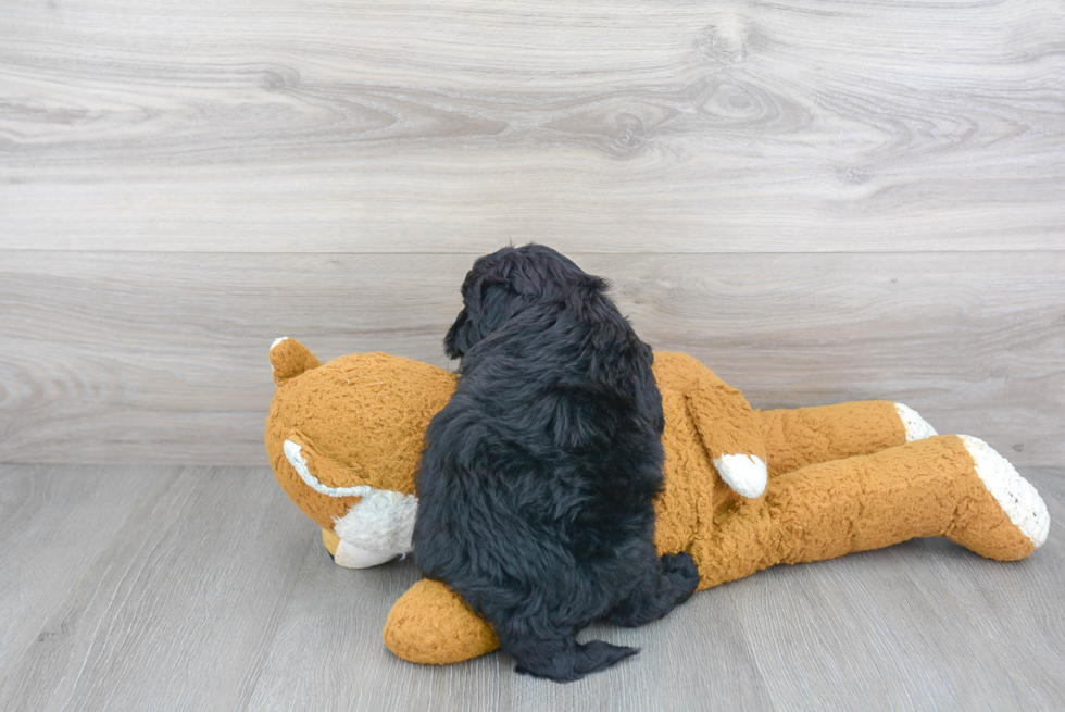 Mini Goldendoodle Pup Being Cute