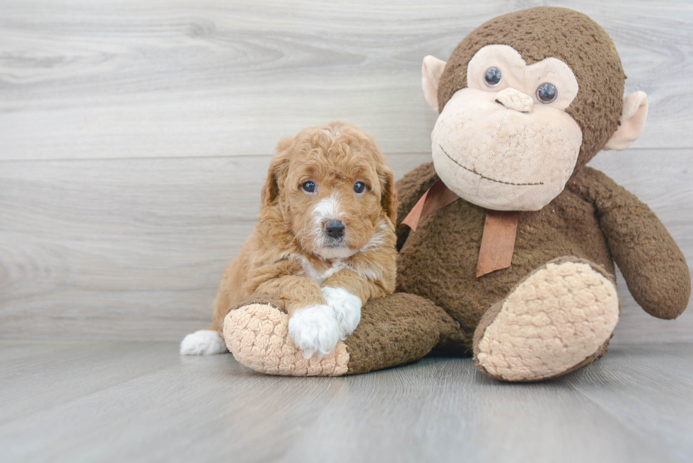 Mini Goldendoodle Puppy for Adoption