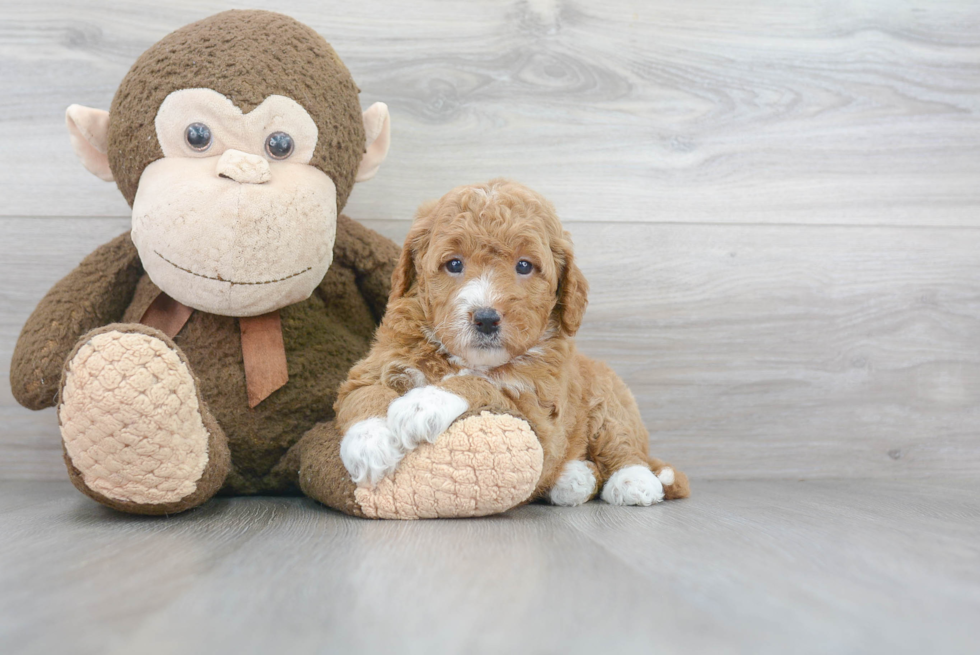 Best Mini Goldendoodle Baby