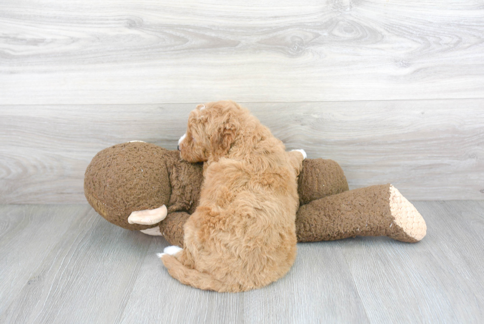 Friendly Mini Goldendoodle Baby