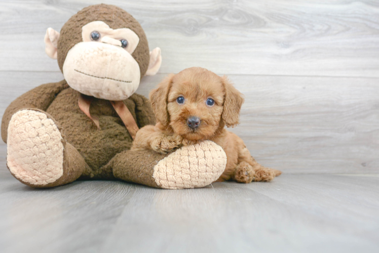 Smart Mini Goldendoodle Poodle Mix Pup