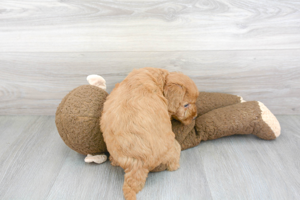 Petite Mini Goldendoodle Poodle Mix Pup