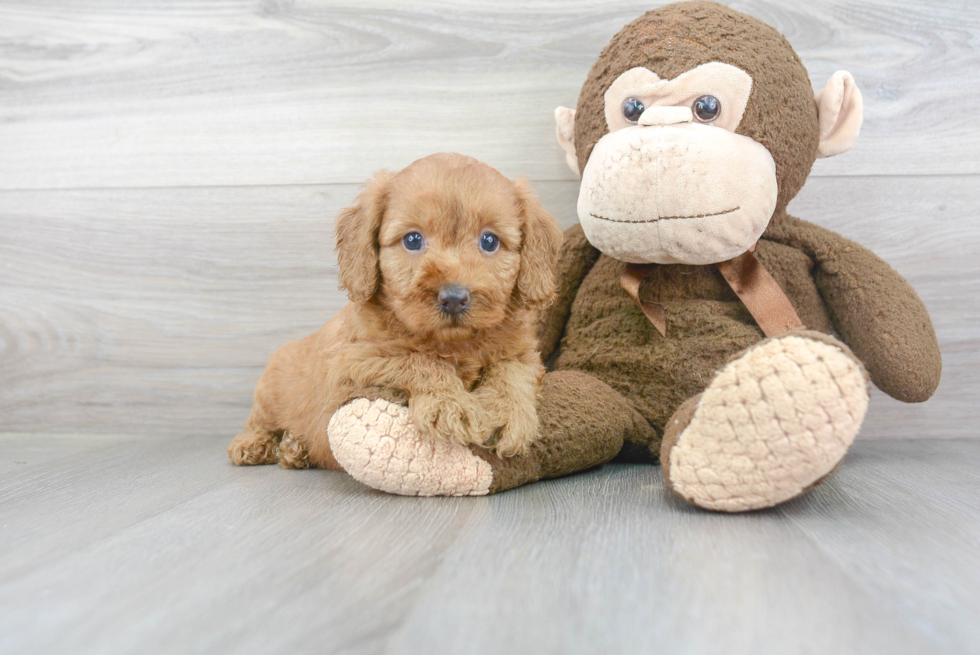 Small Mini Goldendoodle Baby