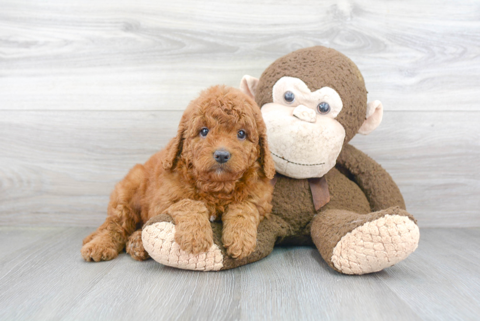 Funny Mini Goldendoodle Poodle Mix Pup