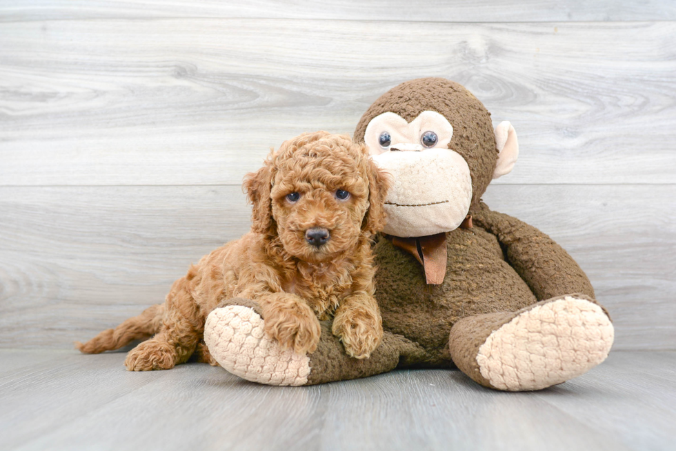 Mini Goldendoodle Puppy for Adoption