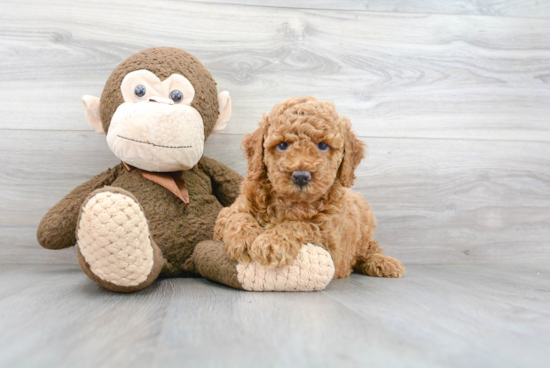 Happy Mini Goldendoodle Baby